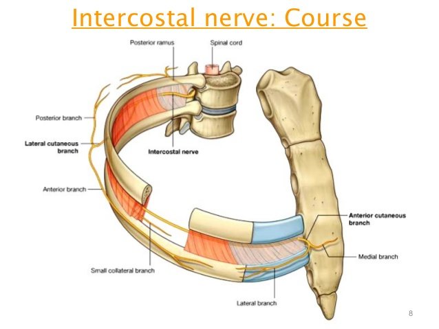 intercostal_nerve_block