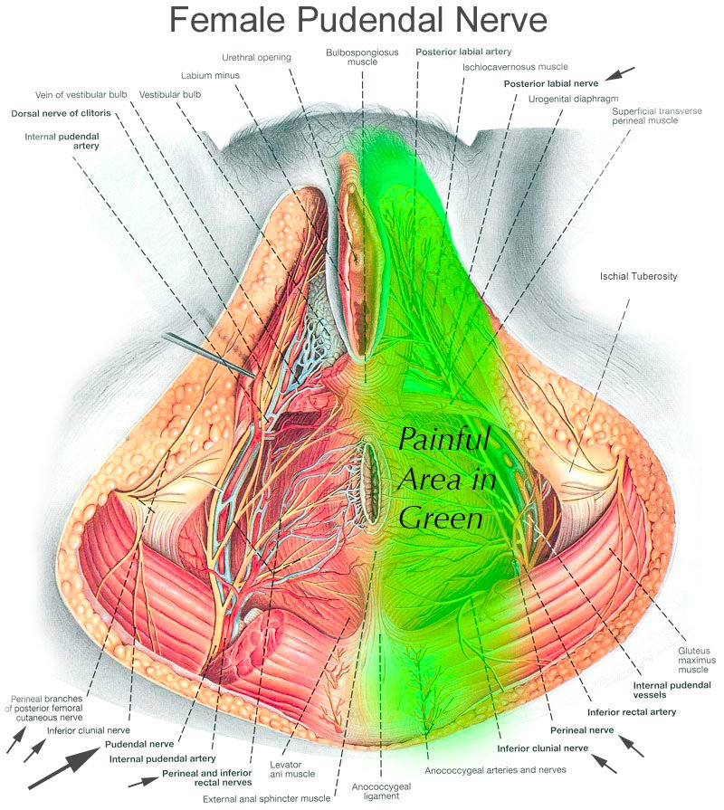 pelvic nerves pain